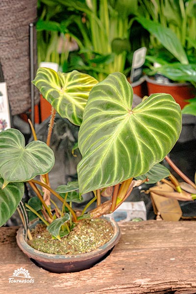 Philodendron verrucosum